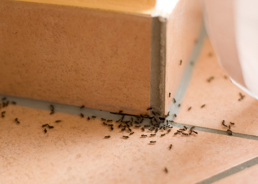 4 Ways Ants Will Take Over Your Home