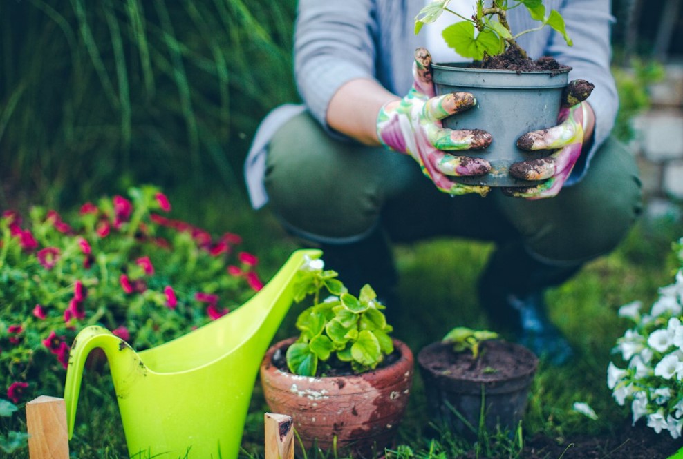 How To Grow Bigger Plants for Your Garden