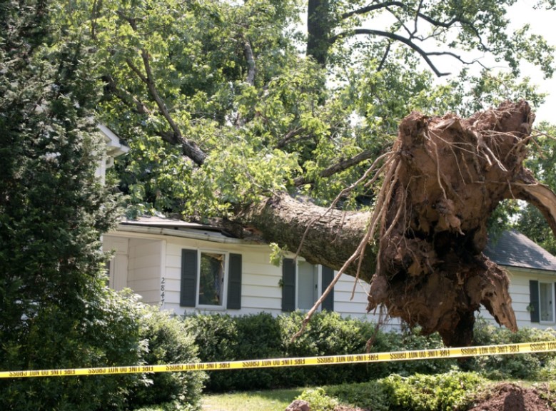 Does An Arborist Know If A Tree Will Fall?