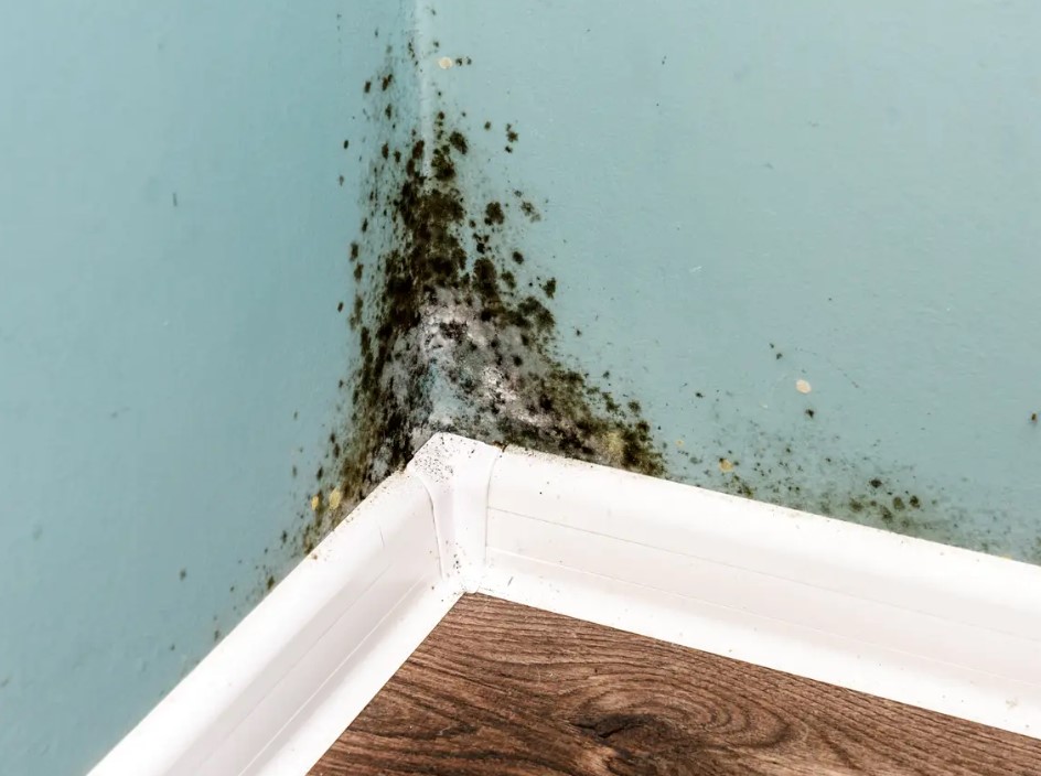 5 Effective Ways to Eliminate Mold in Your House